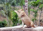 Bali-Zoo26