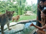 Bali-Zoo9