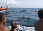 Dophin-Tour