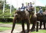 bakas-elephant2