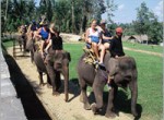 bakas-elephant4