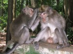 Monkey Forest Monkey Forest