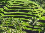 Tegalalang Rice Terrace Tegalalang Rice Terrace
